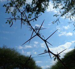 Vachellia nilotica subsp. kraussiana image