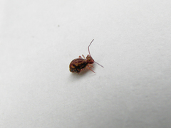 Ptenothrix beta