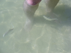 Trachinotus goodei