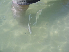 Trachinotus goodei