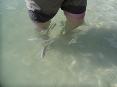 Trachinotus goodei