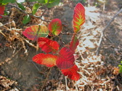 Nothofagus macrocarpa