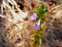 Clinopodium chilense