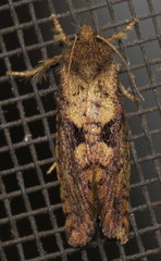 Acrolophus mora