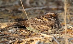 Caprimulgus madagascariensis