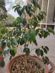 Ficus benjamina