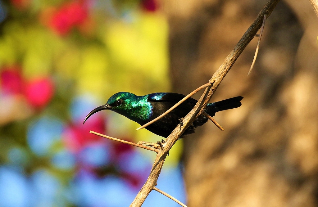 Malagasy Sunbird photo