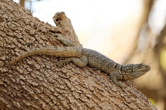 Oplurus cyclurus
