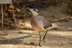 Coua ruficeps olivaceiceps