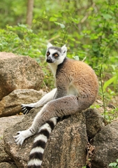 Lemur catta