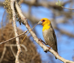 Ploceus sakalava