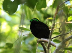 Philepitta castanea