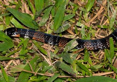 Atractus elaps
