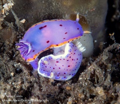 Goniobranchus thompsoni