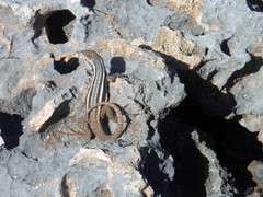 Leiocephalus raviceps