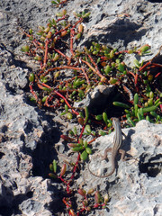 Leiocephalus raviceps