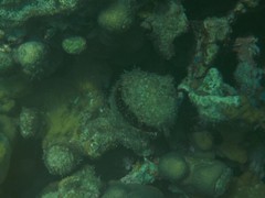 Spondylus americanus