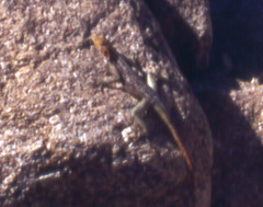 Agama planiceps
