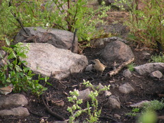 Upucerthia saturatior