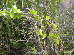 Dioscorea saxatilis