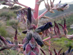 Puya coerulea