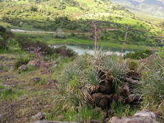 Puya coerulea