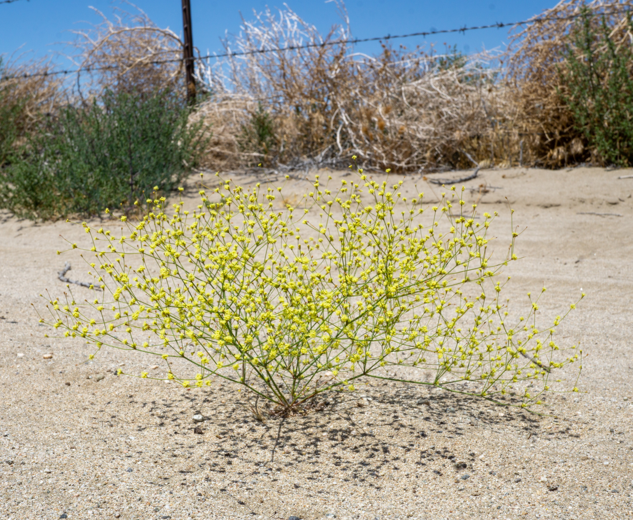 Eriogonum mohavense