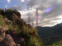 Puya coerulea