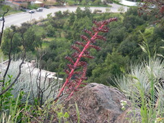 Puya coerulea
