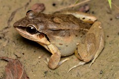 Leptodactylus mystaceus