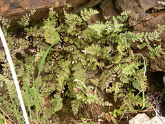 Cheilanthes hypoleuca
