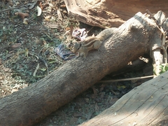 Funambulus pennantii