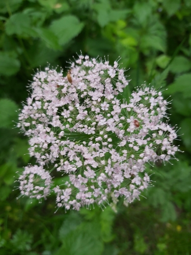 krkoška (Chaerophyllum)
