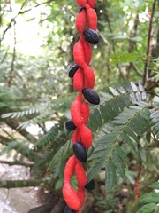 Cojoba graciliflora