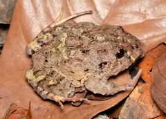 Oreobates quixensis