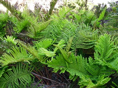 Blechnum chilense