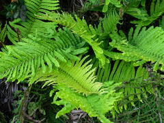 Blechnum chilense
