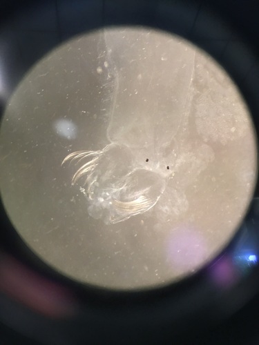 Chaetognatha