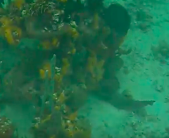 Ginglymostoma cirratum