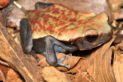 Rhaebo guttatus