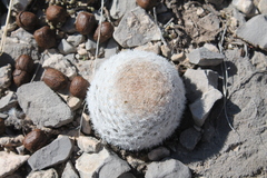 Mammillaria lasiacantha
