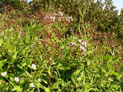 Aristeguietia salvia
