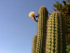 Trichocereus chiloensis litoralis