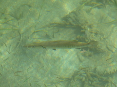 Sphyraena barracuda image