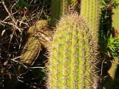 Trichocereus chiloensis litoralis
