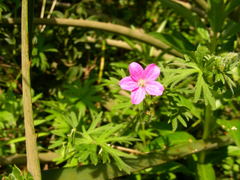 Geranium berteroanum