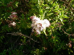 Aristeguietia salvia