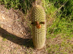 Trichocereus chiloensis litoralis