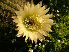 Trichocereus chiloensis litoralis
