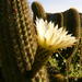 Trichocereus - Photo (c) Benito Rosende, μερικά δικαιώματα διατηρούνται (CC BY-NC), uploaded by Benito Rosende